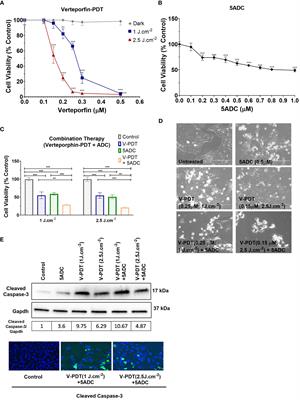 Combination of verteporfin-photodynamic therapy with 5-aza-2’-deoxycytidine enhances the anti-tumour immune response in triple negative breast cancer